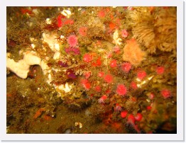 IMG_0567 * Undersea flora, including colony of Strawberry Anenomes * 2048 x 1536 * (1.1MB)
